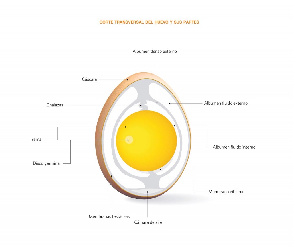 Estructura del Huevo
